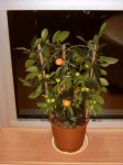 Re-exposure of Resize of IMG_0073.JPG