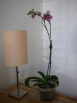 phal1.jpg