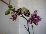 phal2.jpg