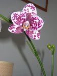 phal4.jpg