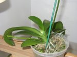 phal3.jpg