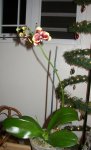 phal6.jpg