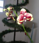 phal7.jpg