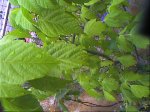 acer 2.jpg