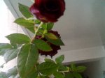 Imagen038.jpg
