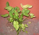 DSC02502.JPG