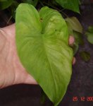 DSC02504.JPG