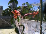 enredadera flor 3 dic 06.jpg