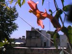 enredadera flor dic 06.jpg