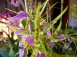 BRASSIA.JPG