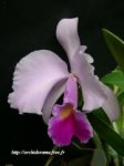 1Cattleya%20trianae05-2.-r.jpg