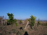 HUERTA 12 - 06 015.jpg