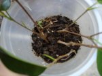 prebonsai1.jpg