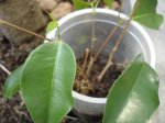 prebonsai2.jpg