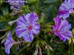 mirabilisjalapa.jpg