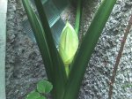 Foto_122706_001.jpg