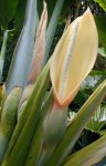 Flor de  Xanthosoma.jpg