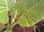 normal_alocasia1.jpg