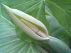 thumb_alocasia3.jpg