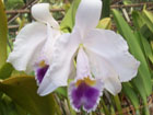 CtrianaeCoerulea_1577p.jpg