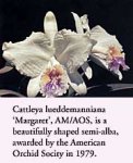lueddemanniana2.jpg