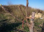 HUERTA 12 - 06 025.jpg