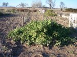 HUERTA 12 - 06 019.jpg