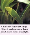 labiata3.jpg