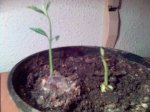 castañas germinadas.JPG