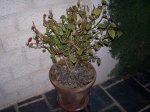 100_2946.JPG