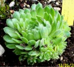 Sempervivum atlanticum copia.jpg