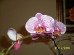 orquidea morada.jpg