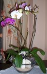 orquideas2.jpg
