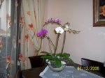 orquideas 3.jpg