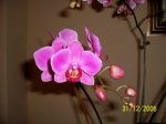 orquidea fucsia.jpg