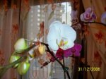 orquidea blanca.jpg