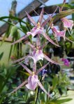miltassia-charles-m-fitch-%27izumi%27-am-aos-sharondahl.jpg