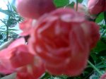 Imagen054.jpg