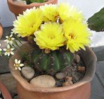 cactus35.jpg
