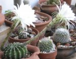 cactus1.jpg