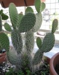 cactus21.jpg