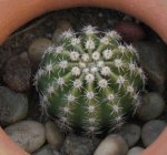 cactus10.jpg