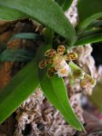 gastrochilus.jpg