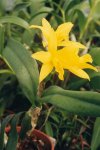 medium_Potinara_Orglades_Tradition_Topaze_861-5x.jpg