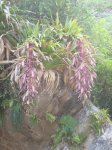 bromelia sp..jpg