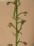 chloraea sp.jpg