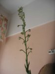 chloraea sp2.jpg