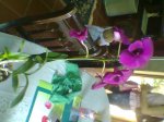 Imagen073.jpg