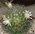 cactus2.jpg
