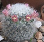 cactus5.jpg